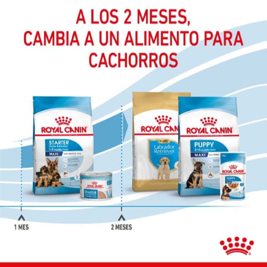 Royal Canin Starter Maxi Mother&Baby ração para cães, , large image number null